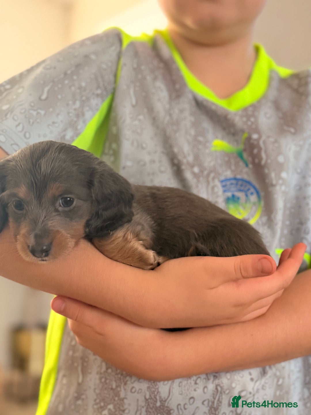 Miniature Dachshund dogs for sale: Gorgeous blue long haired dachshund 💙💗 - Advert 3