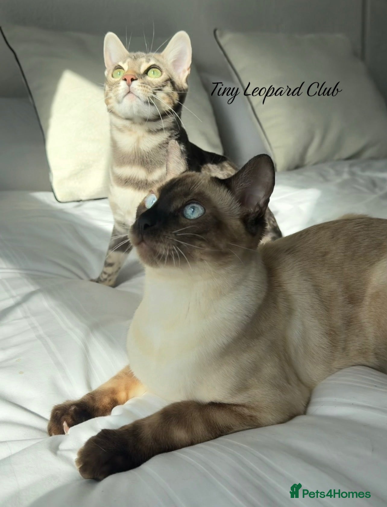 Bengal cats Bengal Brother and Sister: to be re-homed together - Advert 1