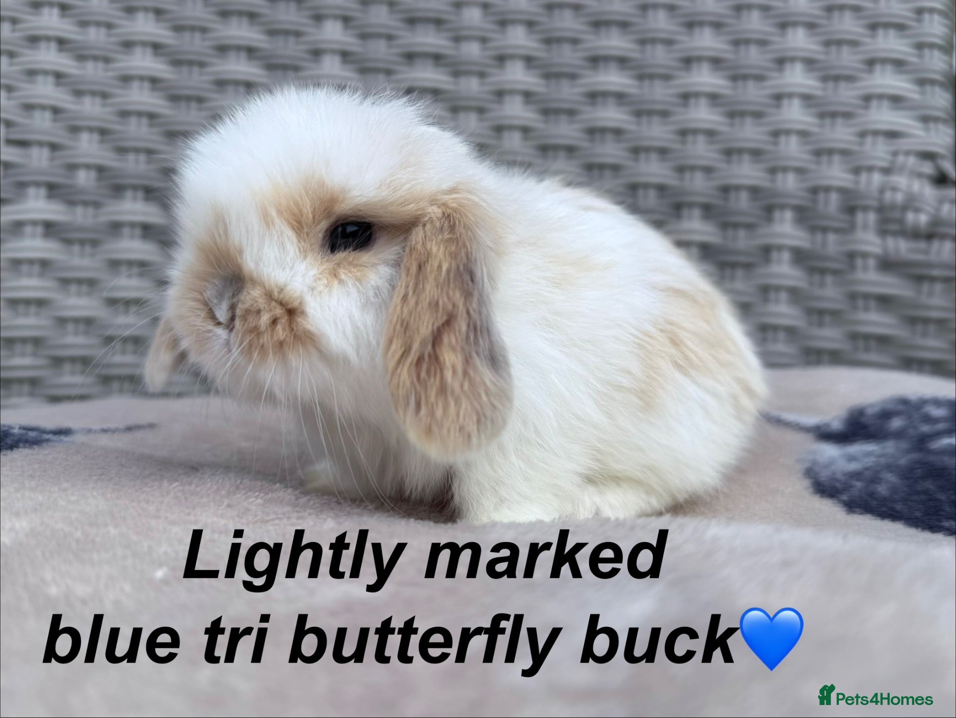 Mini Lop rabbits Last mini lop ready to reserve- to leave 26/10 - Advert 17