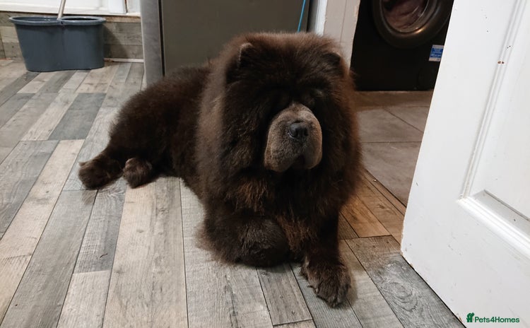 Chow Chow dogs - Advert 3