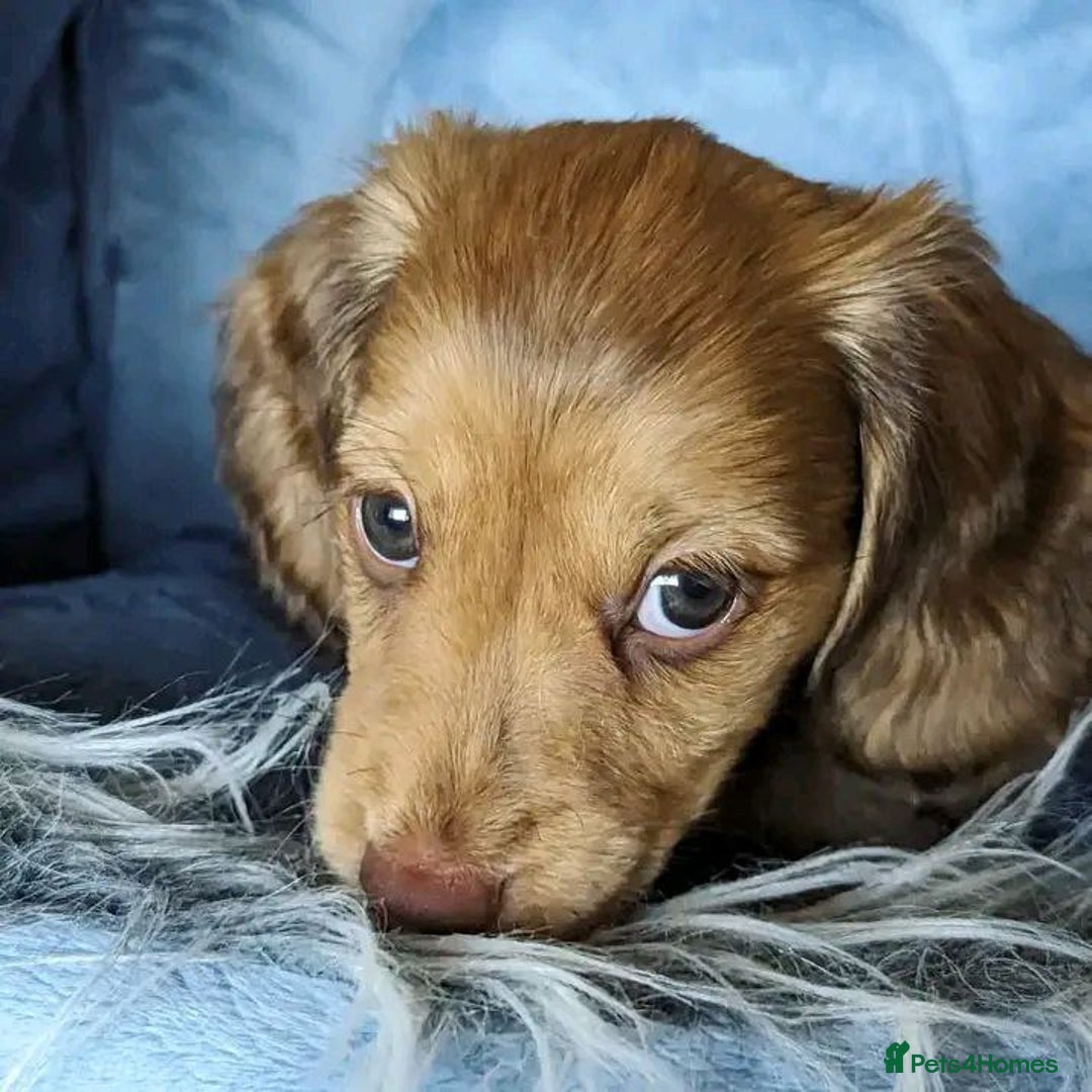 Miniature Dachshund dogs for sale: Gorgeous Miniature Dachshunds Puppies - Image 2