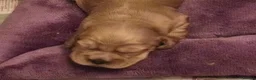 Cocker Spaniel dogs for sale: Beautiful cocker spaniels - Advert 3