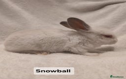 Rex rabbits for sale: Baby Purebred Rex Rabbits For Sale - Image 3