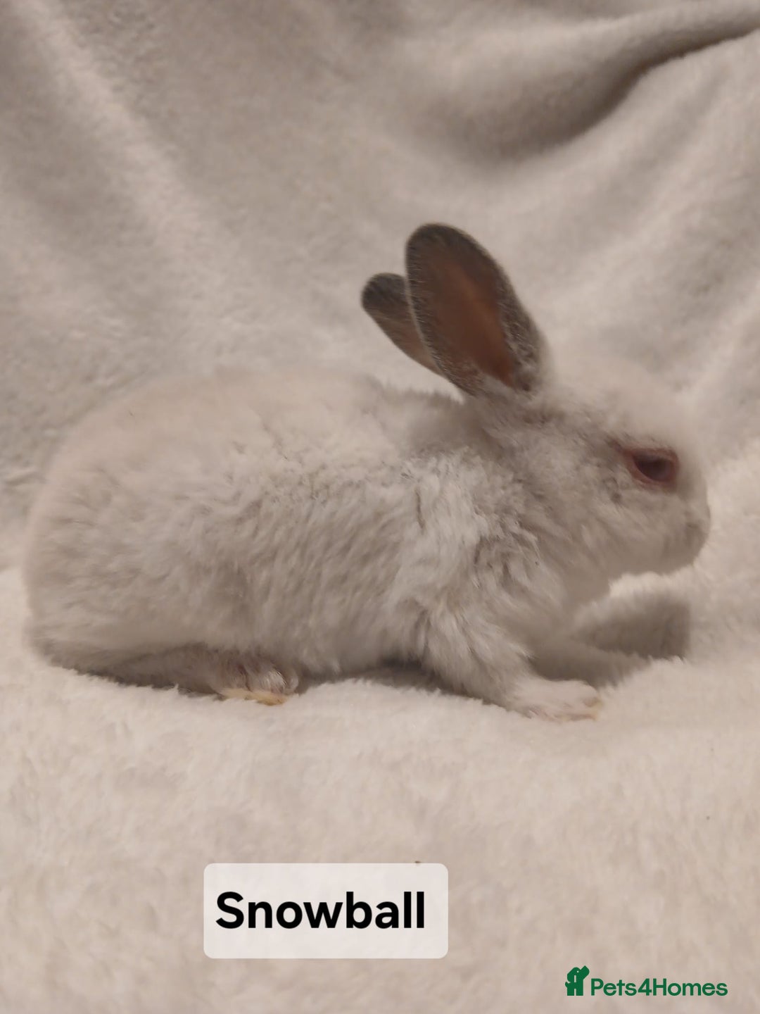 Rex rabbits for sale: Baby Purebred Rex Rabbits For Sale - Image 3