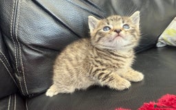 Domestic Shorthair cats for sale: 6 adorable kittens, healthy and playful 😍😻 - Image 18