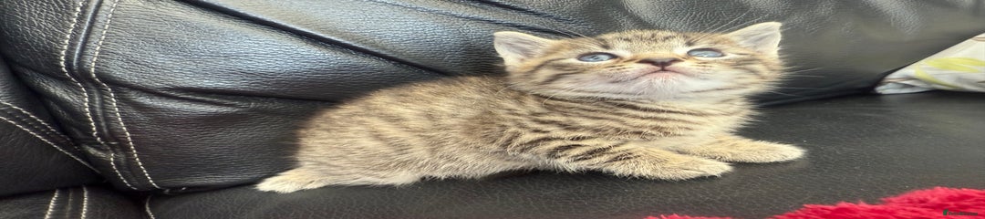 Domestic Shorthair Kitten 5