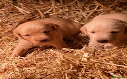 Labrador Retriever dogs for sale: Stunning ftch fox red puppies - Image 18