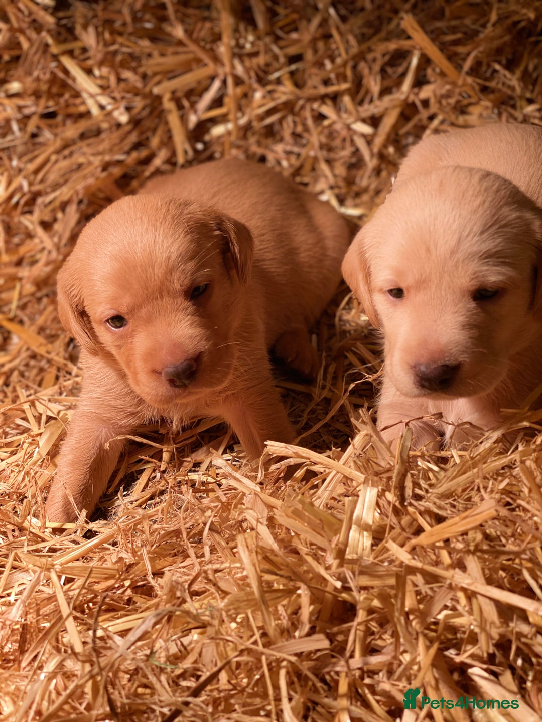 Labrador Retriever dogs for sale: Stunning ftch fox red puppies - Image 18