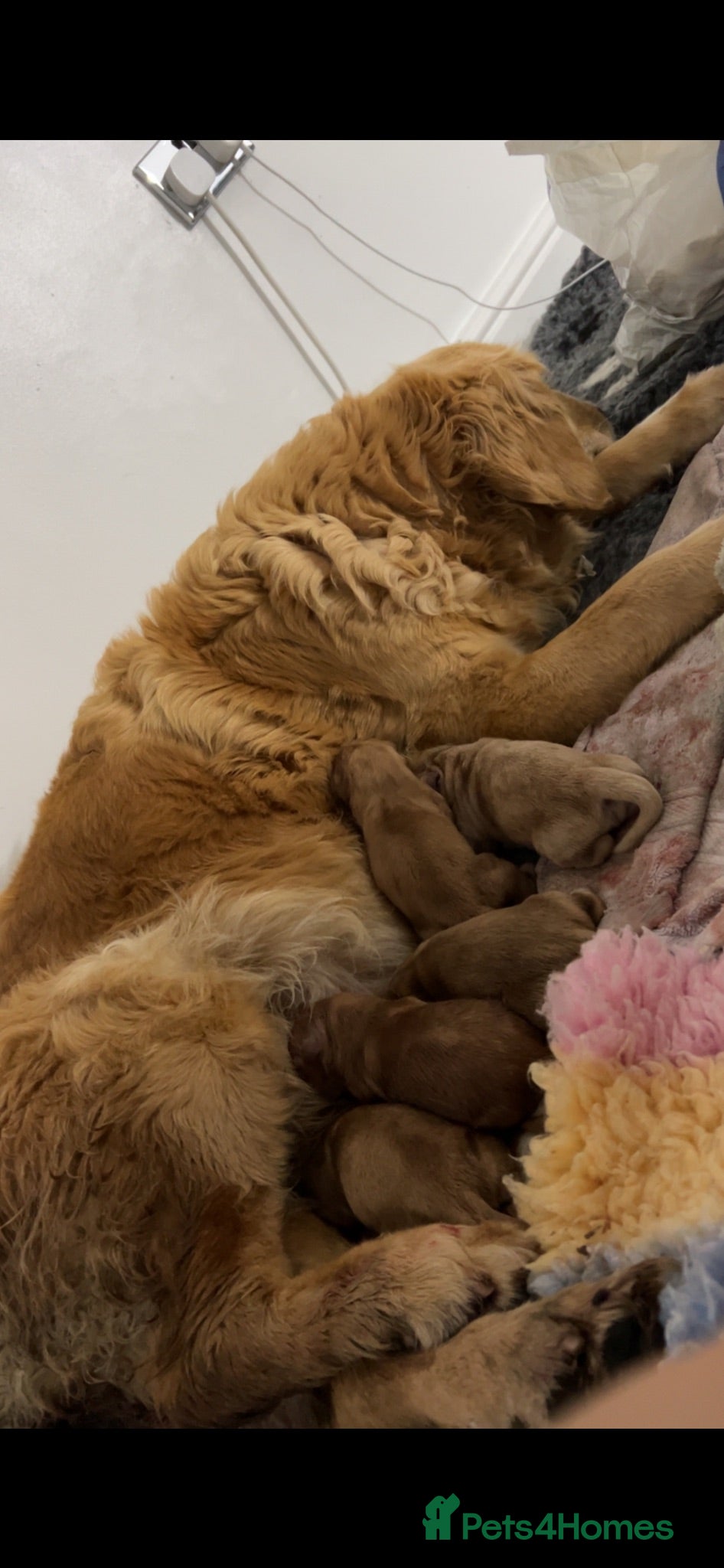 Golden Retriever dogs Waiting list for litter due to leave early August  - Advert 4