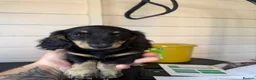 Miniature Dachshund dogs for sale: 🐾KC registered miniature dashunds now reduced 🐾 - Advert 14
