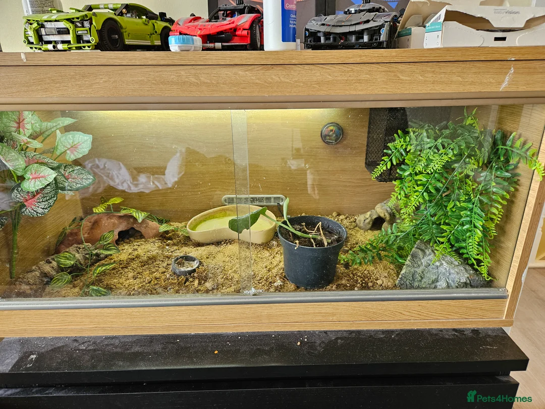 Leopard Gecko reptiles for sale: Poppy Female leopard gecko in Bruton - Advert 2