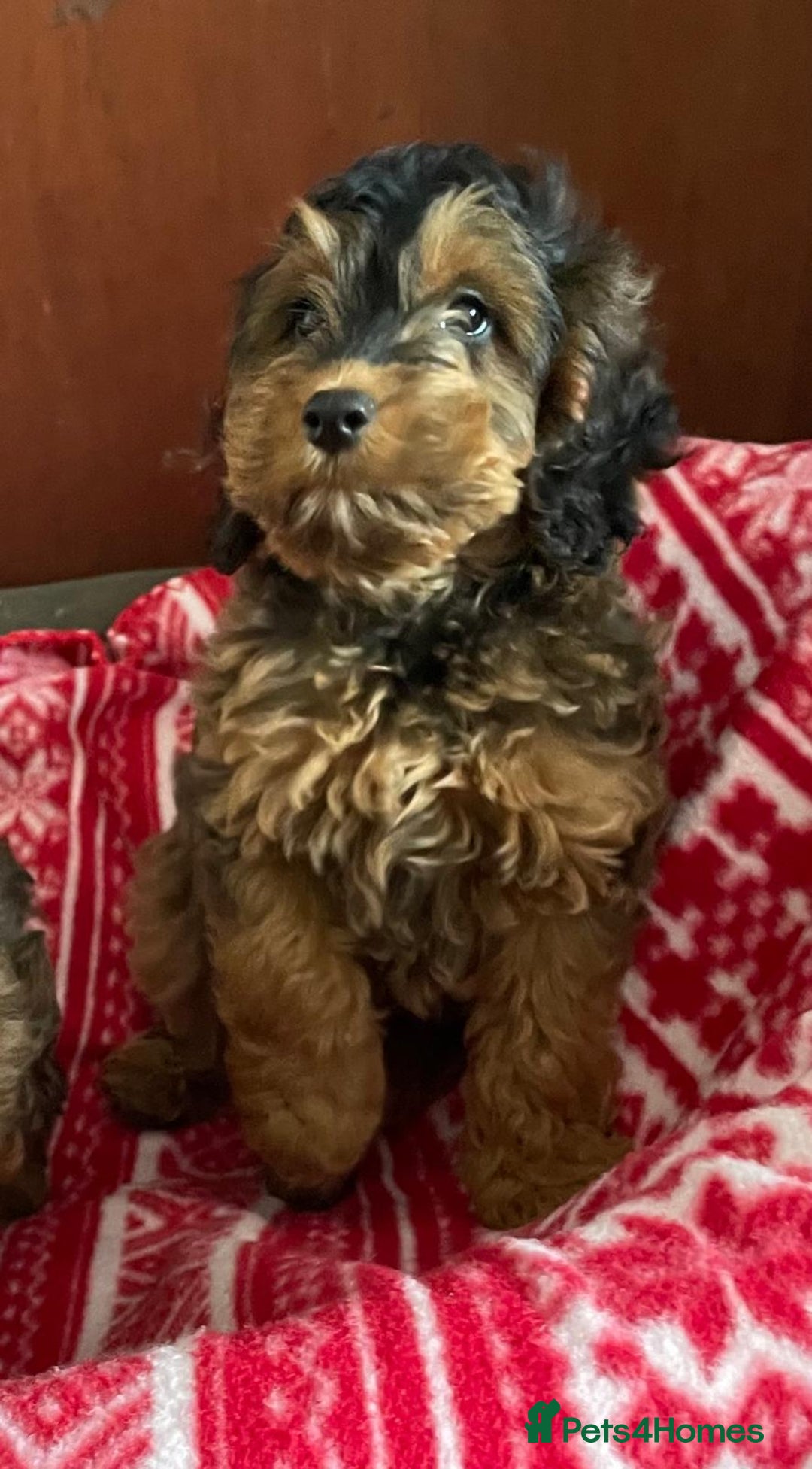 Cockapoo dogs for sale: Beautiful cockapoo pups  - Advert 1