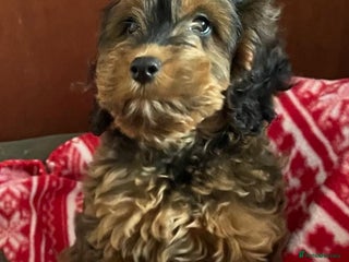 Cockapoo dogs Beautiful cockapoo pups - Advert 4