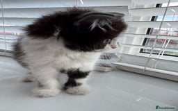 Ragdoll cats for sale: Female half ragdoll  - Image 8