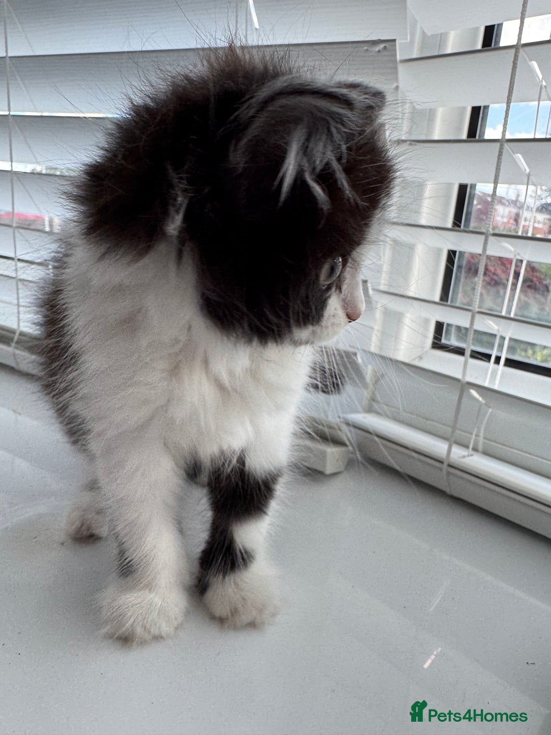 Ragdoll cats for sale: Female half ragdoll  - Image 8