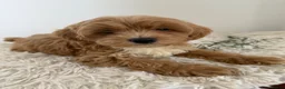 Maltipoo dogs for sale: Beautiful puppies for sale - Advert 15