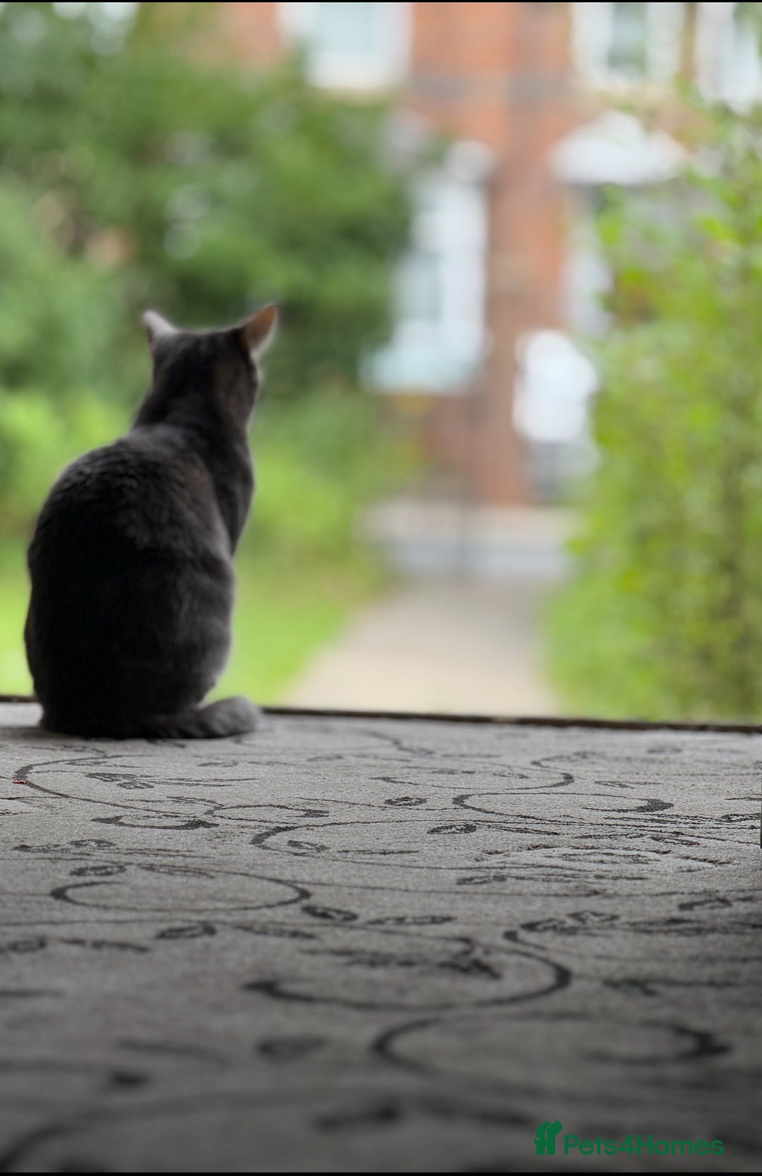 British Shorthair cats for sale: Grey tabby short hair..  - Image 2