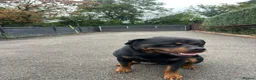 Rottweiler dogs for sale: Our Boy Mo Is Looking for His Forever Home - Advert 3
