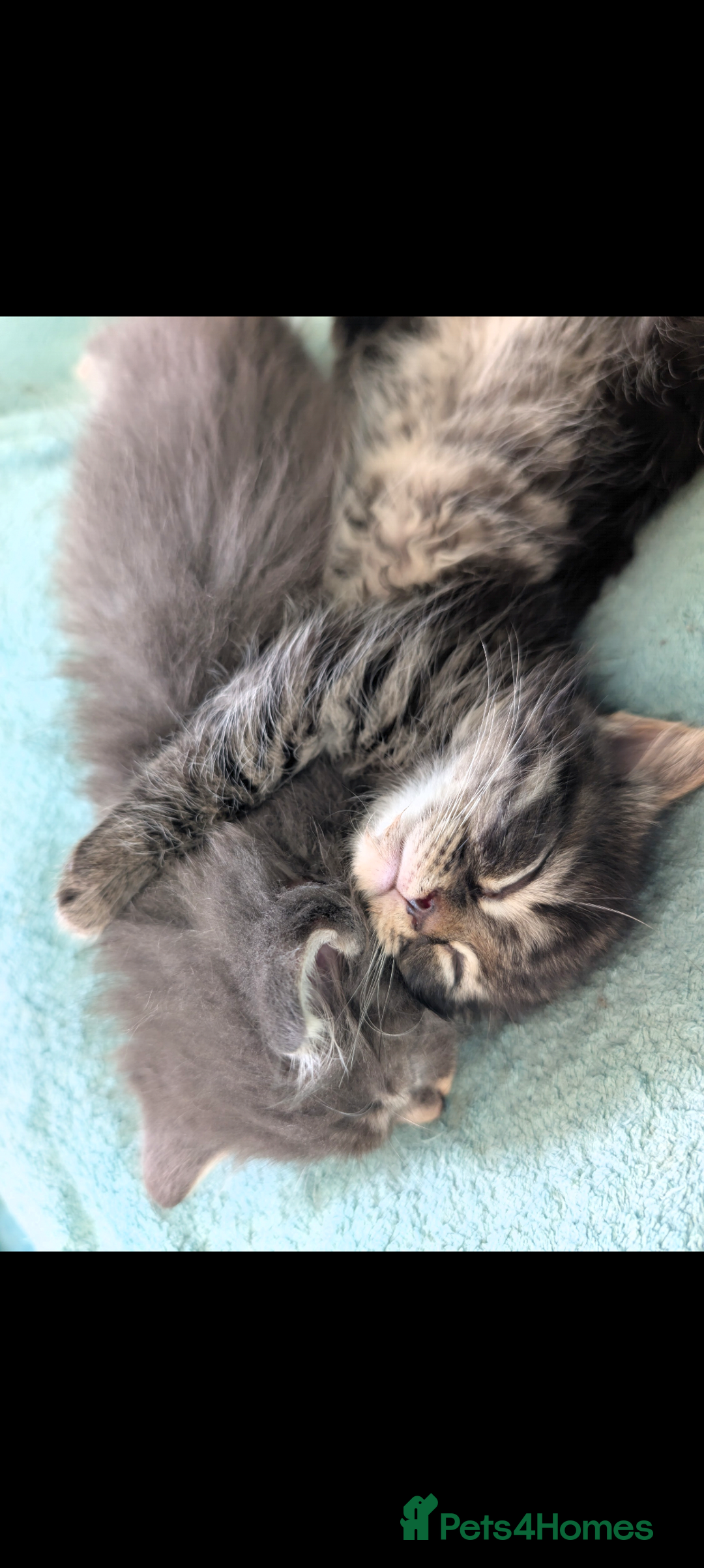 Mixed Breed cats for sale: Spynx X maincoon  - Image 16