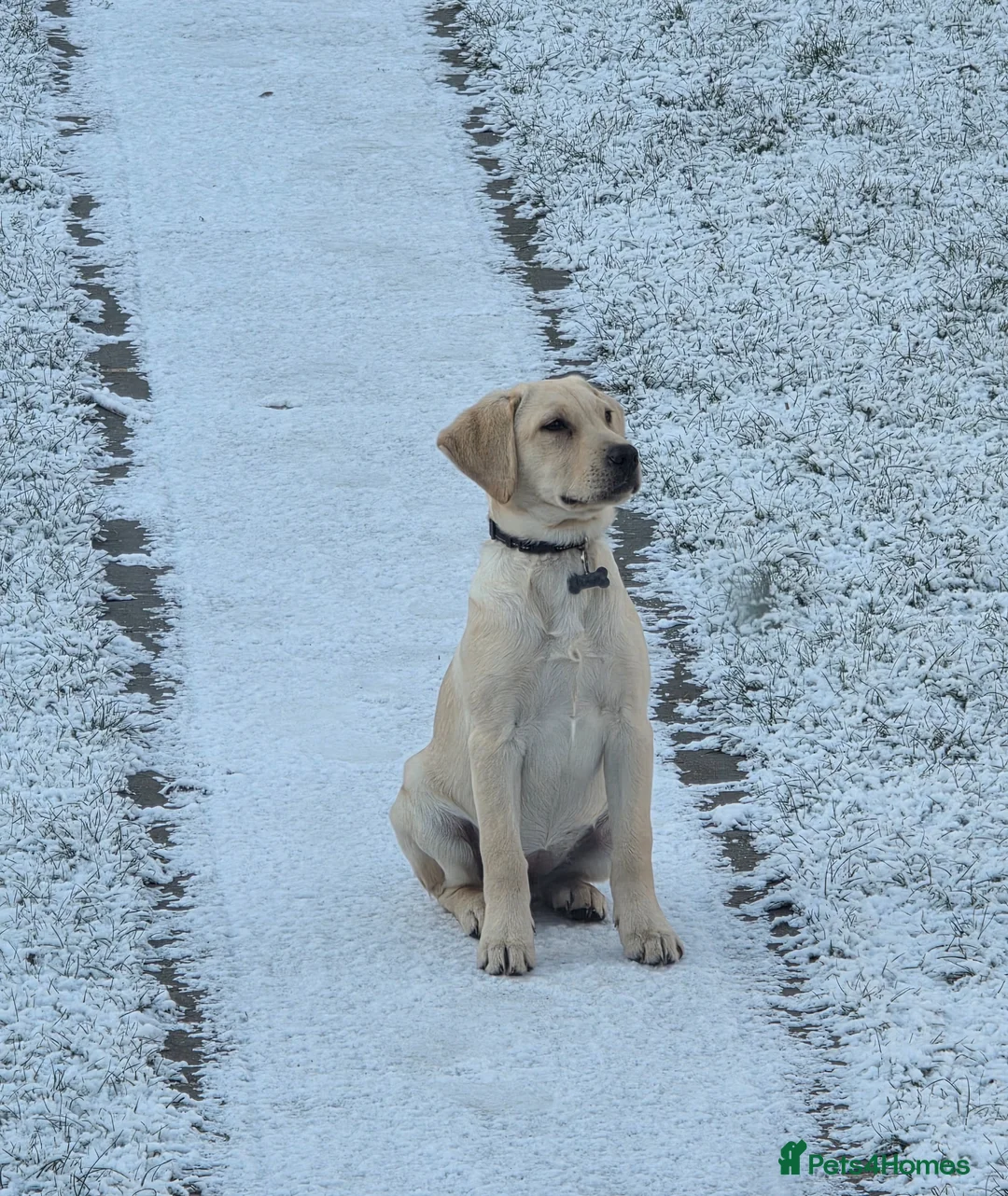Labrador Retriever dogs for sale: Gorgeous 6 month Labrador - Fully trained - Advert 1