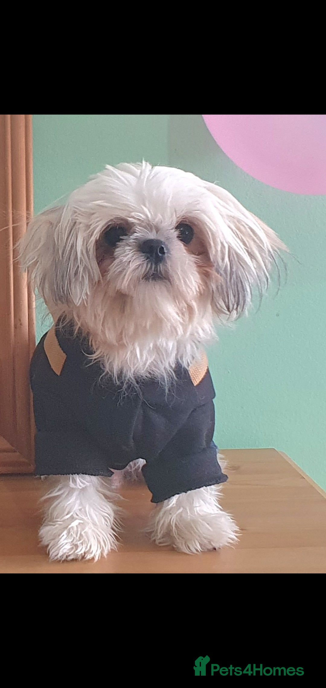 Shih Tzu dogs Shiz Tzu stud - Advert 3