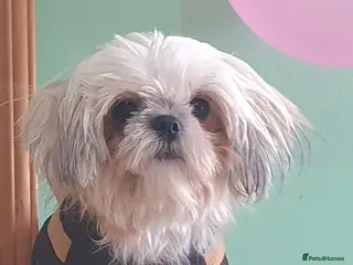 Shih Tzu dogs Shiz Tzu stud - Advert 3