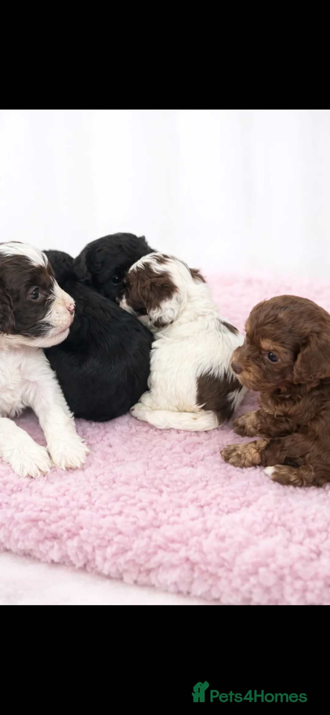 Cavapoo dogs for sale: F1b Cavapoo puppies 🐶 fully health tested  - Advert 1