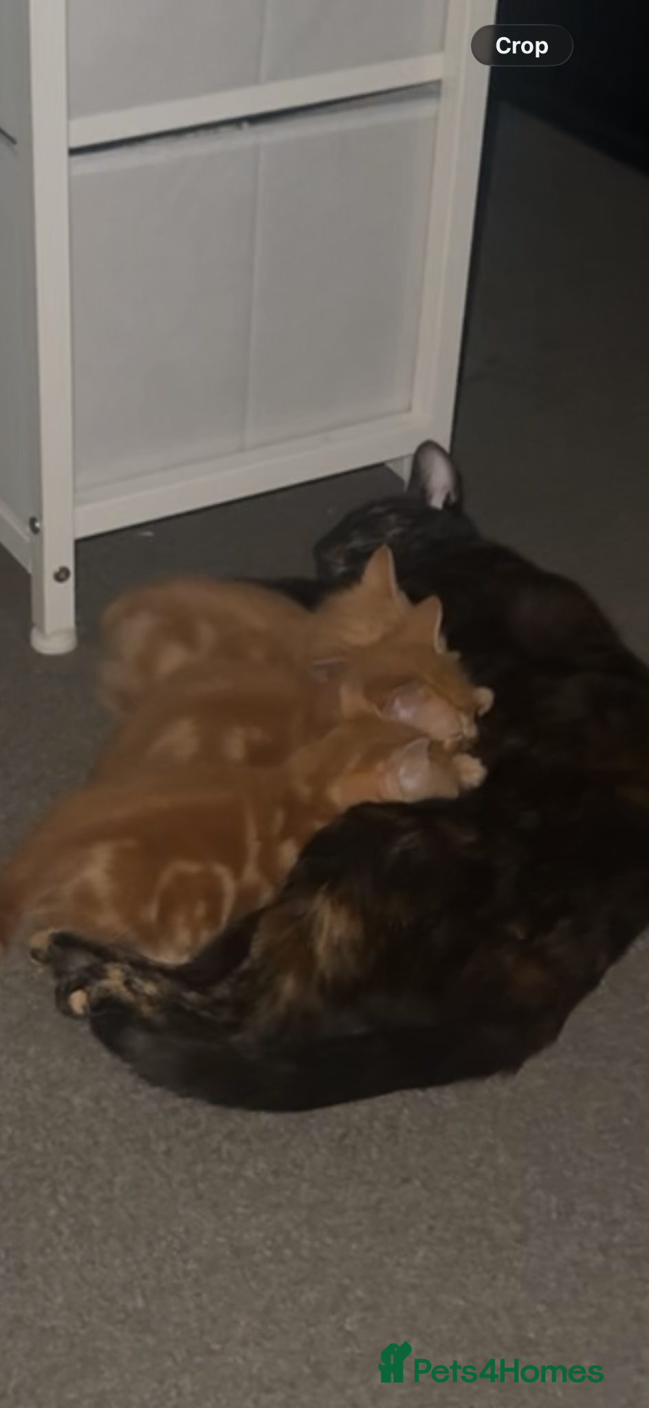 British Shorthair cats 5 beautiful kittens  - Advert 1