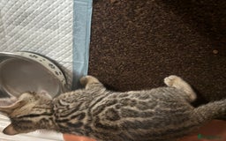 Bengal cats for sale: STUNNING BENGAL KITTENS  - Image 9