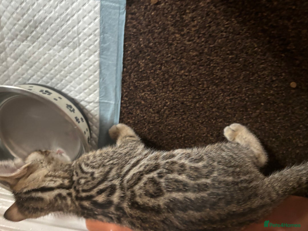 Bengal cats for sale: STUNNING BENGAL KITTENS  - Image 9