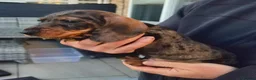 Dachshund dogs for sale: KC Wirehaired standard Dachshund puppies - Advert 22