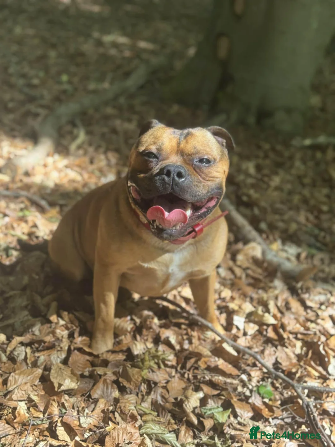 Staffordshire Bull Terrier dogs for stud: Ernie Red Staffordshire Bullterrier for Stud - Advert 7