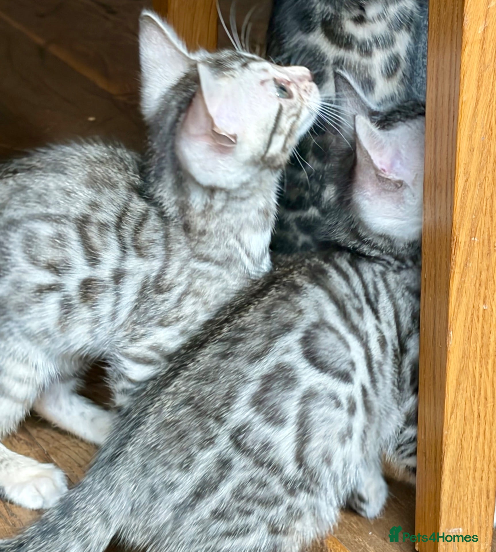 Bengal cats 4 Beautiful girl Bengal kittens ready to reserve - Advert 1