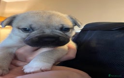 Mixed Breed dogs for sale: Gorgeous puppies - Image 3