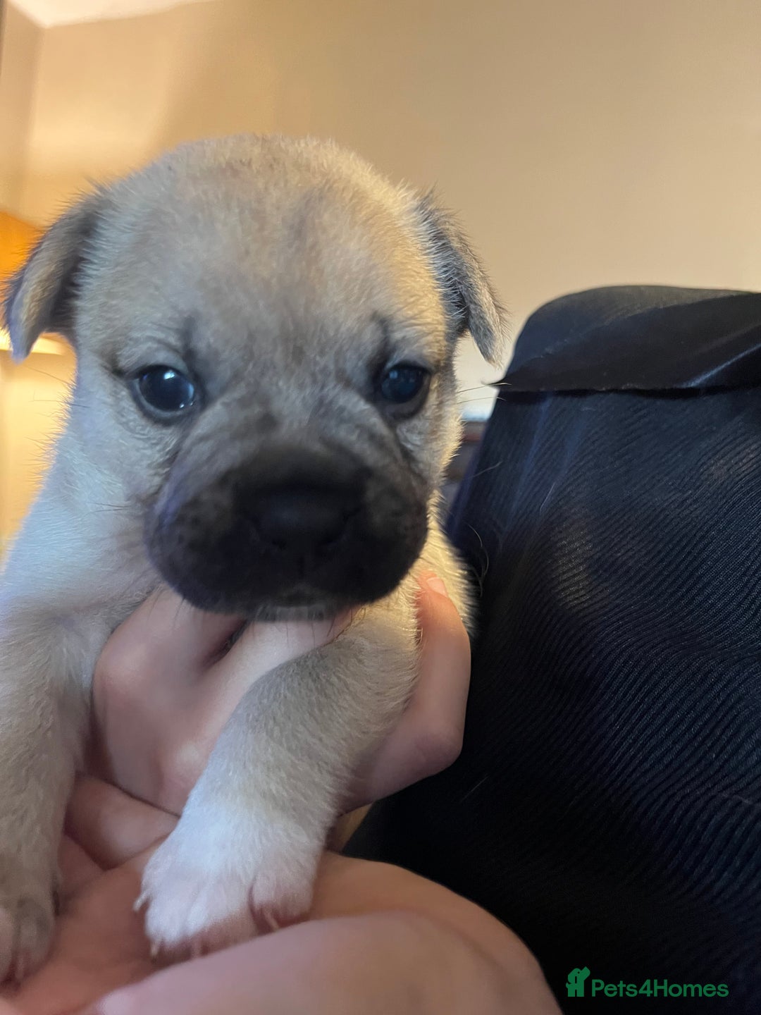 Mixed Breed dogs for sale: Gorgeous puppies - Image 3