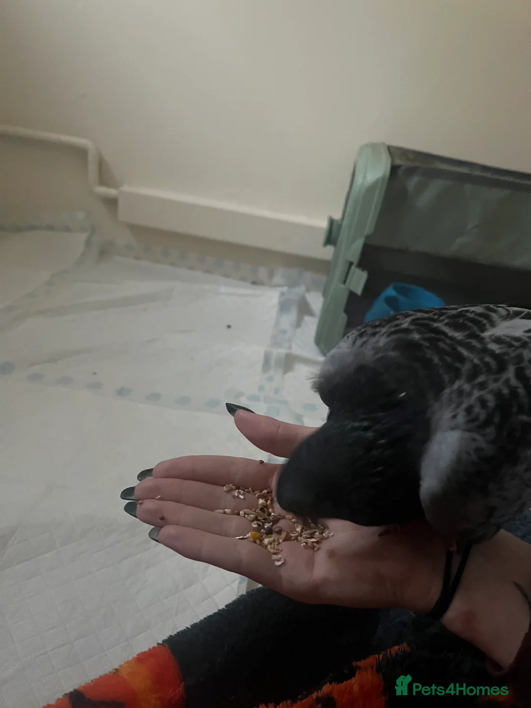 Pigeons birds for sale: 2 female, 1 male pigeon  - Advert 2