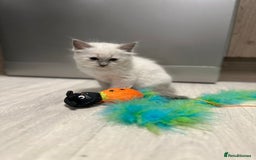 Ragdoll cats for sale: READY NOW Stunning pure breed ragdoll kittens  - Image 7