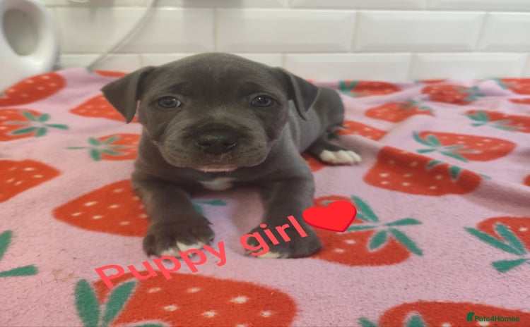Staffordshire Bull Terrier dogs - Advert 3
