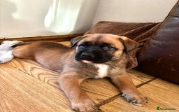 Mixed Breed dogs for sale: Beautiful German Shepherd cross puppies  - Advert 16