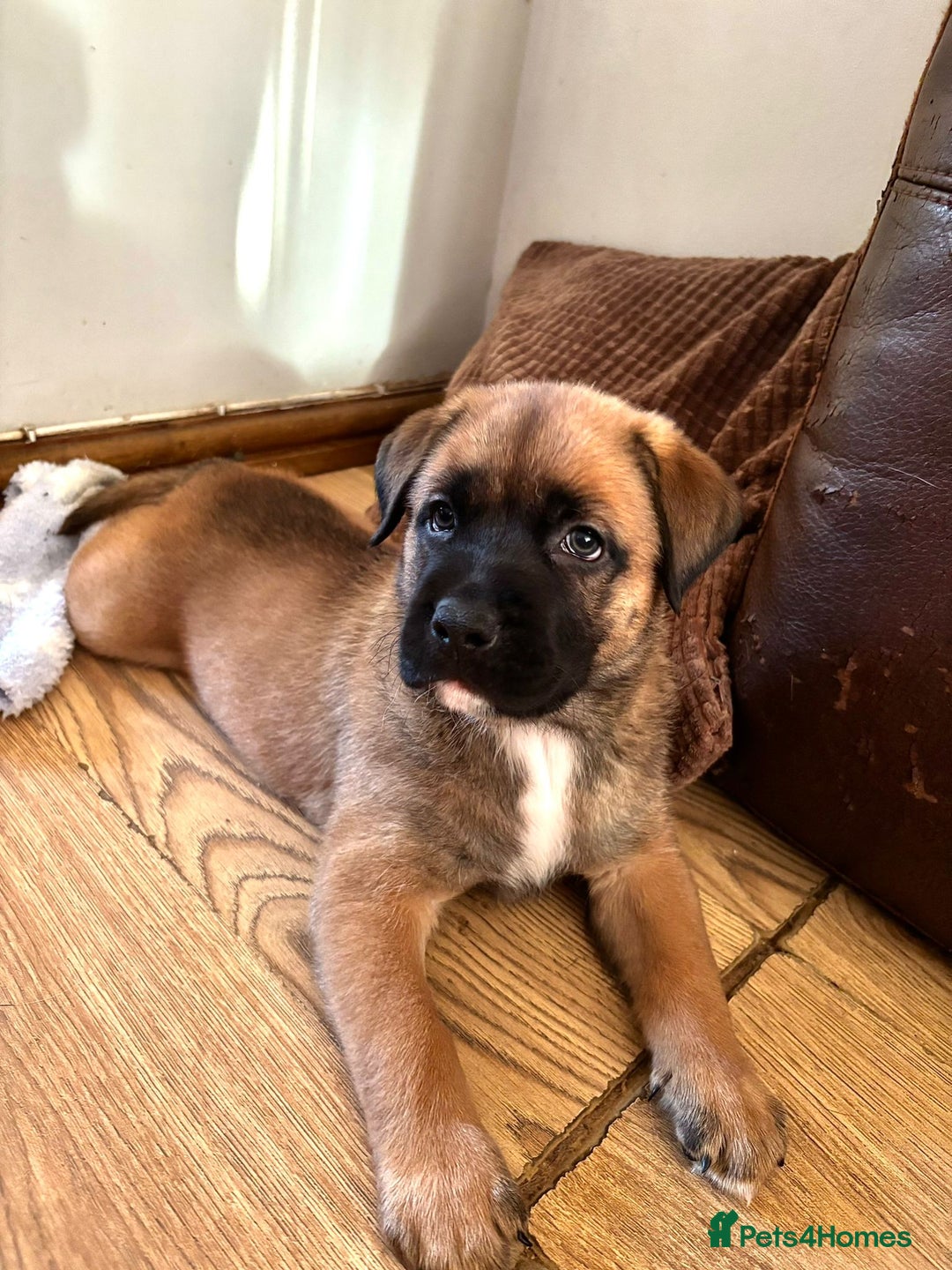 Mixed Breed dogs for sale: Beautiful German Shepherd cross puppies  - Advert 16
