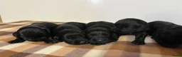 Cocker Spaniel dogs for sale: Working cocker spaniel puppies  - Advert 22