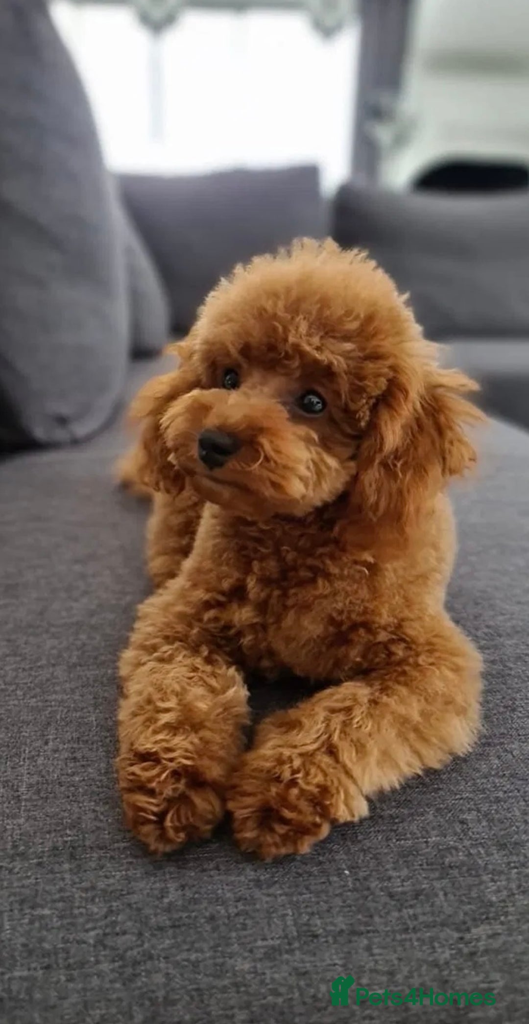 Cockapoo dogs for sale: Beautiful Cockapoo puppies - Image 8