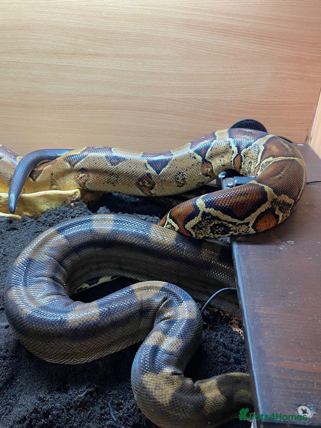 Boa Snake reptiles for sale: Pair of Boa Constrictor Snakes - Advert 8