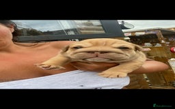 English Bulldog dogs for sale: KC REGISTERED ENGLISH BULLDOGS  - Image 17
