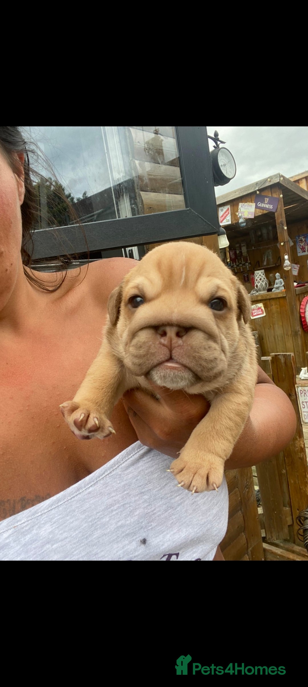 English Bulldog dogs for sale: KC REGISTERED ENGLISH BULLDOGS  - Image 17