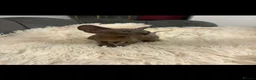 Sphynx cats for sale: Sphyx kittens  - Advert 5
