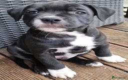 Staffordshire Bull Terrier dogs for sale: Ready Soon, KC reg, Full Vacs, BVA Eye tested 🐾 - Advert 23