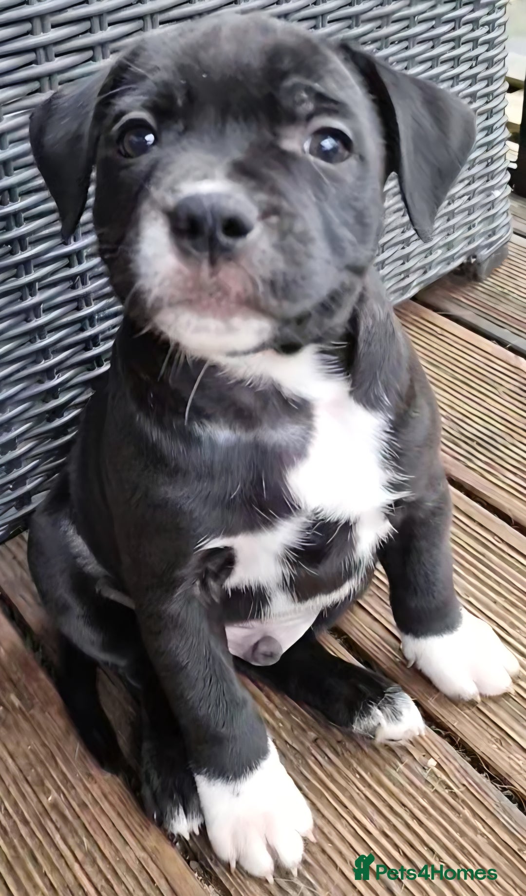 Staffordshire Bull Terrier dogs for sale: Ready Soon, KC reg, Full Vacs, BVA Eye tested 🐾 - Advert 23