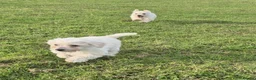 Westiepoo dogs for sale: Westie poo puppies in Gravesend - Advert 7