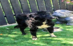 Mixed Breed dogs for adoption: 💕 Daisy & Monty – two hearts, one home 💕 - Image 6